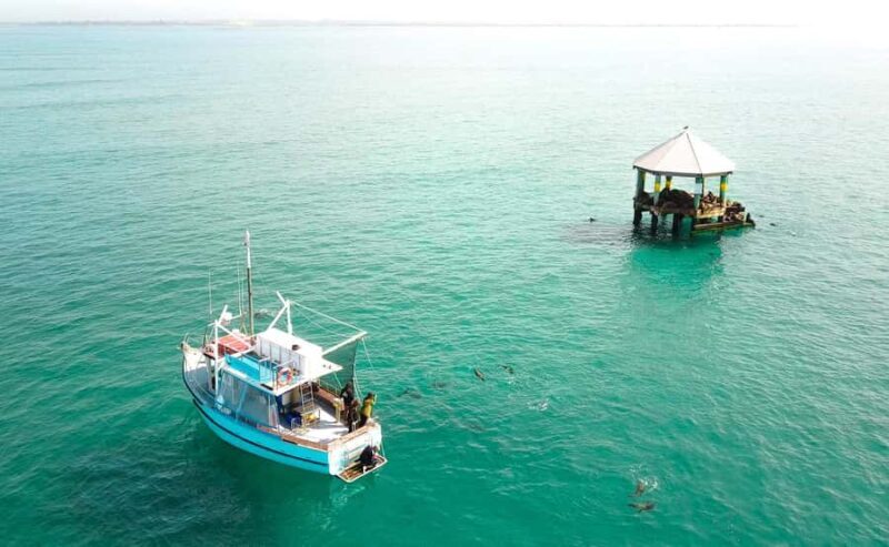 Queenscliff Harbour: 3.5hr Seal & Dolphin Snorkelling Tour - The Itinerary Breakdown