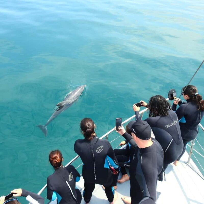 Queenscliff Harbour: 3.5hr Seal & Dolphin Snorkelling Tour - The Guides and Their Role