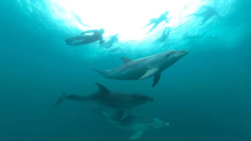 Queenscliff Harbour: 3.5hr Seal & Dolphin Snorkelling Tour - Additional Tour Details