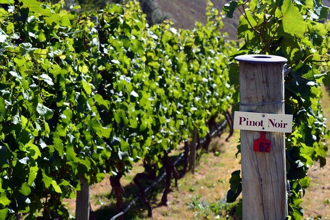 Queenstown Afternoon Wine Tour - Peregrine | Kinross | Amisfield - The Sum Up