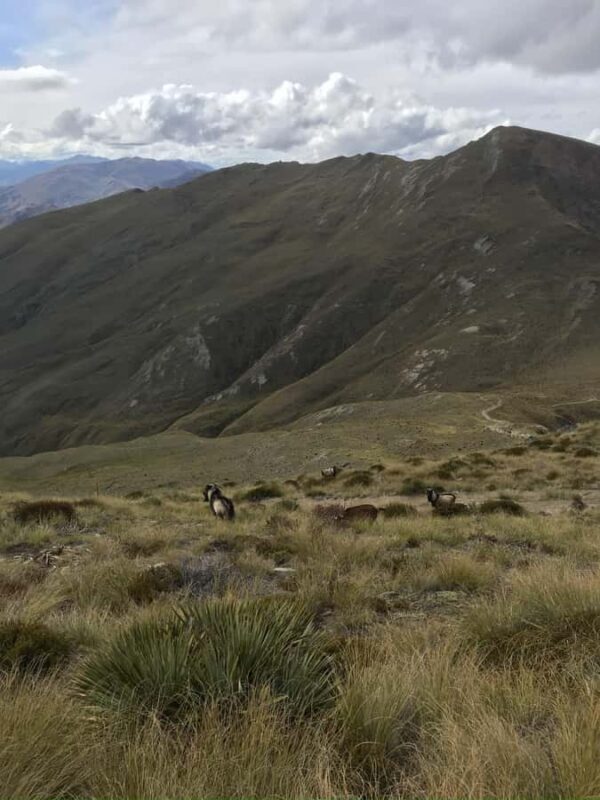 Queenstown Full-Day Trail Running Tour - Who Should Consider This Tour?