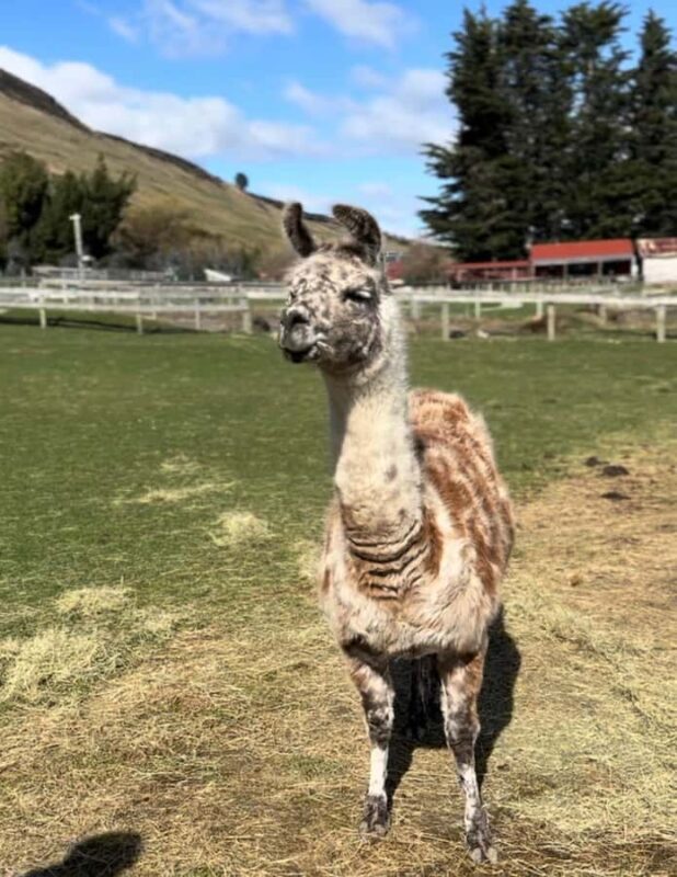 Queenstown: Glenorchy Private Tour with Hotel Pickup - Who Is This Tour Best For?