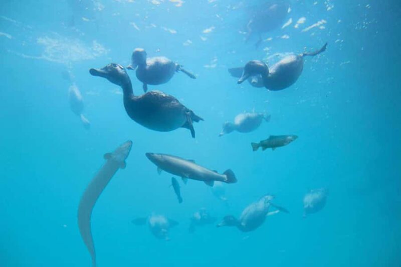 Queenstown: Hidden Underwater Theatre Experience - Who Should Consider This Tour?