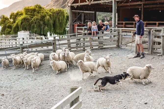 Queenstown Lake Cruise and Walter Peak Farm Adventure - The Return Journey: Another Chance to Enjoy the Views