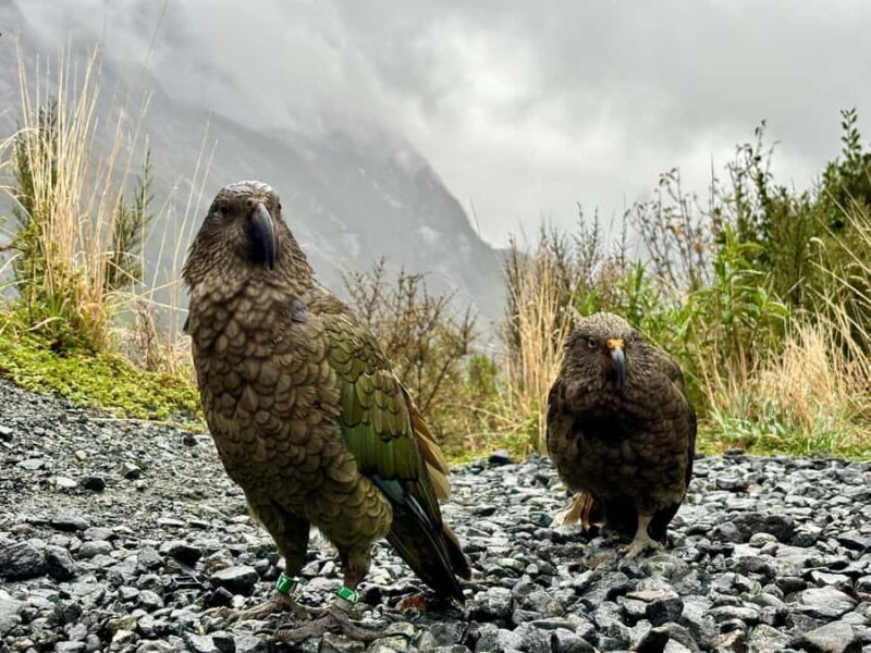 Queenstown: Milford Sound Small-Group Tour w Cruise & Lunch - FAQ
