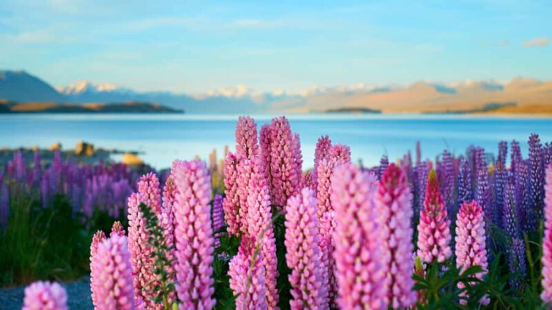 Queenstown: Private Day Trip to Lake Tekapo, Pukaki & More - Key Points