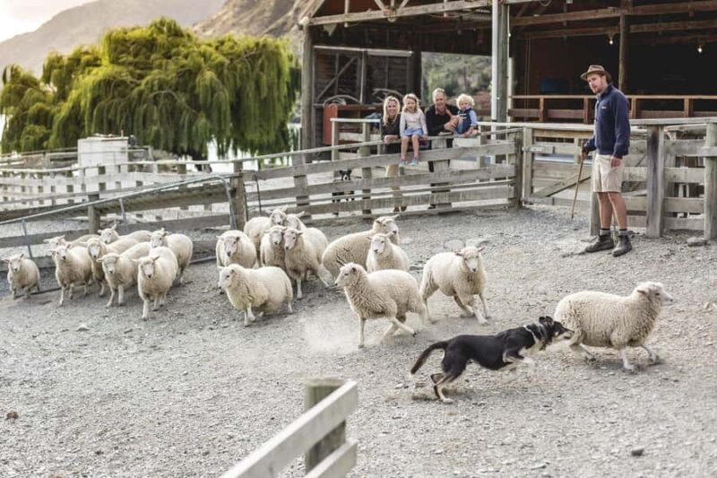 Queenstown: Queenstown Lake Cruise and Walter Peak Farm Tour - Analyzing the Value for Money