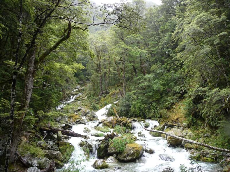 Queenstown: Routeburn Track Guided Full-Day Walk or Half Day - Who Will Enjoy This Tour?