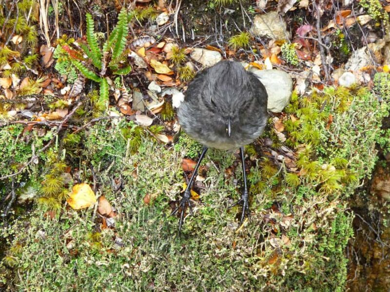 Queenstown: Routeburn Track Guided Full-Day Walk or Half Day - Final Thoughts