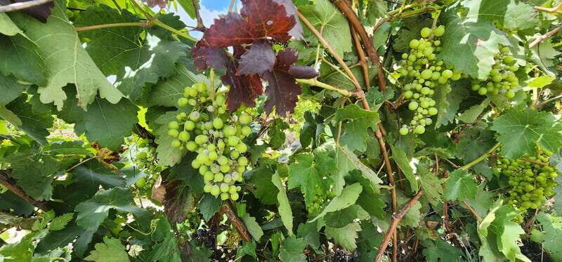 Querétaro: Independence Valley - Guanajuato Wine Tour - An In-Depth Look at the Tour