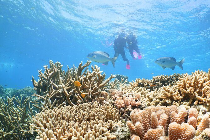 Quicksilver Great Barrier Reef Snorkel Cruise from Port Douglas - Food and Comfort: Buffet Lunch and Refreshments