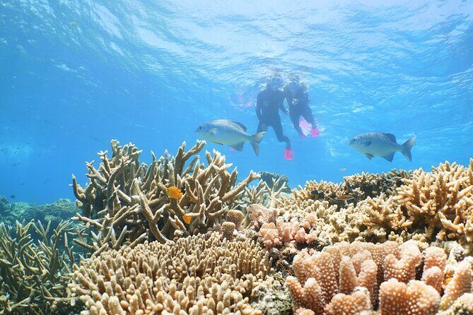 Quicksilver Outer Great Barrier Reef Snorkel Cruise from Palm Cove - What the Reviews Say