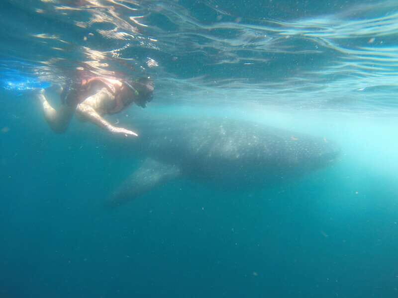 Quintana Roo: Whale Shark Swim, Private Boat Trip, and Lunch - An In-Depth Look at the Tour