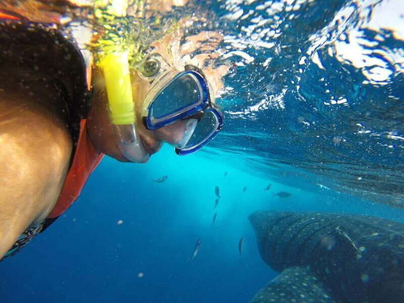 Quintana Roo: Whale Shark Swim, Private Boat Trip, and Lunch - Practical Tips for Travelers