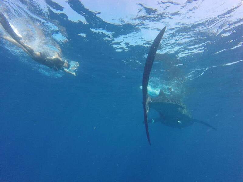 Quintana Roo: Whale Shark Swim, Private Boat Trip, and Lunch - Authentic Experiences & Honest Feedback