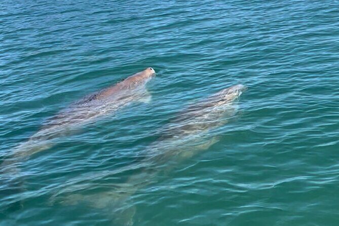 Raby Bay Wildlife Kayak Tour - What to Expect on the Tour