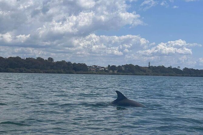 Raby Bay Wildlife Kayak Tour - Who Should Consider This Tour?