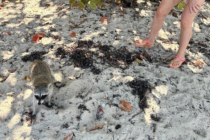Raccoon Island Boat Tour - Indian Creek, Sanbar and Raccoons - What Travelers Say: Authentic Experiences and Notable Highlights