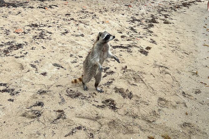 Raccoon Island Boat Tour - Indian Creek, Sanbar and Raccoons - Who Will Love This Tour?