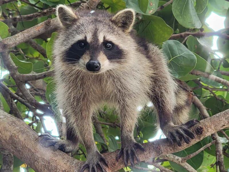 Raccoon Island: Exploration on SUP/Kayak - The Experience’s Strengths: Why It’s Worth Considering