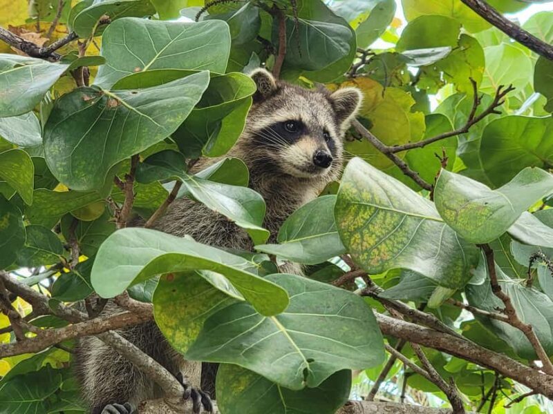 Raccoon Island: Exploration on SUP/Kayak - Who Will Love This Tour?