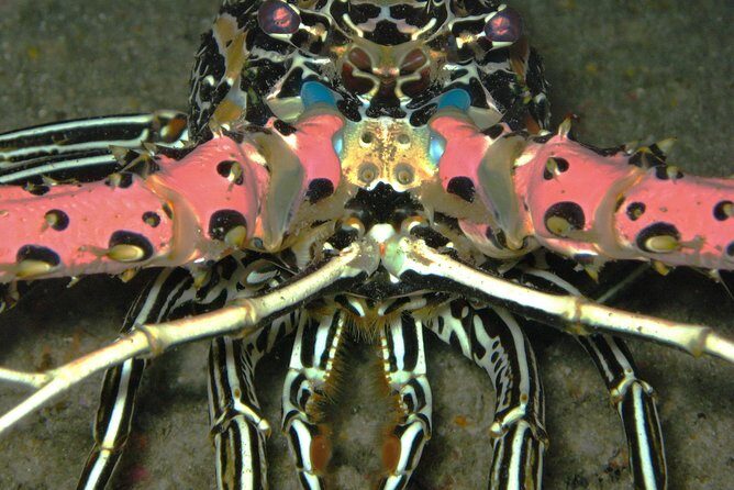 Racha Noi and Racha Yai Dive Trip from Phuket - Who Will Love This Tour?