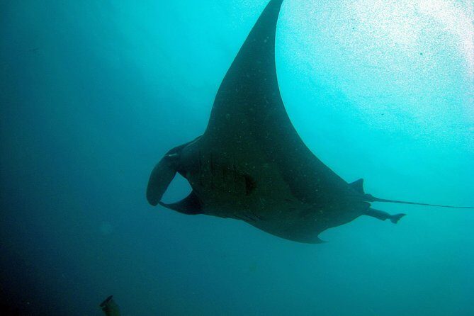 Racha Noi and Racha Yai Dive Trip from Phuket - FAQ About the Racha Noi and Racha Yai Dive Trip