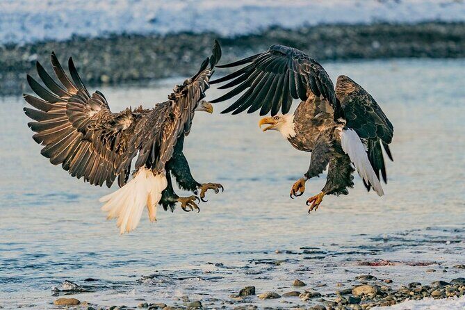 Rafting to Chilkat Bald Eagle Preserve from Haines - Key Points