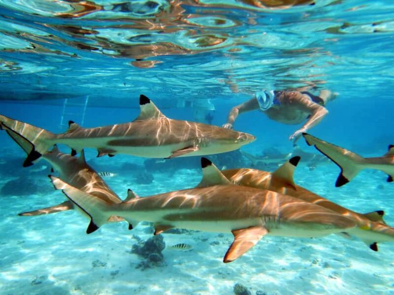Raiatea: Boat tours and swimming around Tahaa Island. - FAQ
