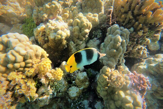 Raiatea-Tahaa Snorkeling in our beautiful Coral Garden - Introduction