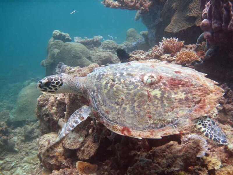 RAID Try-Dive in Kota Kinabalu, Sabah - FAQs