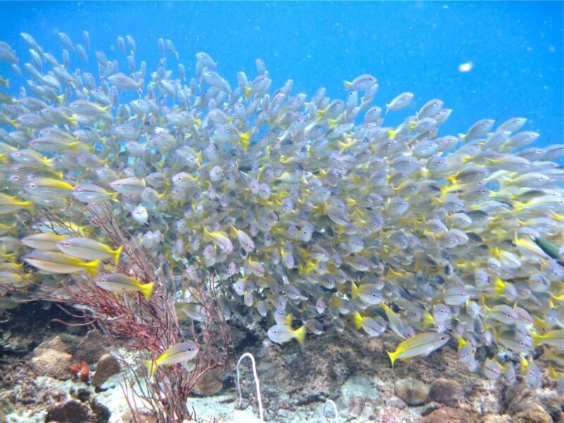 RAID Try-Dive in Kota Kinabalu, Sabah - Final Thoughts
