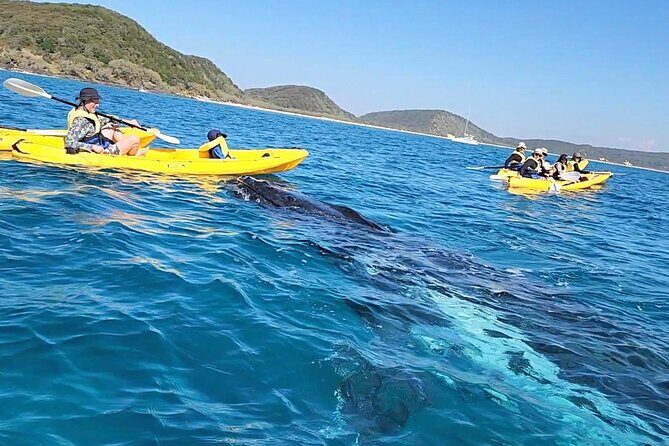 Rainbow Beach: Whale Watching Ocean Kayak Tour & Beach 4X4 - Why This Tour Is Worth It