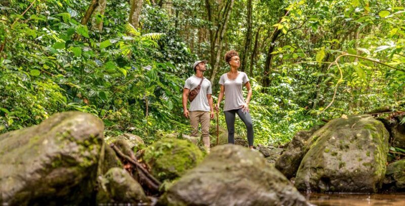 Rainforest Adventure - A Complete Look at the Rainforest Adventure