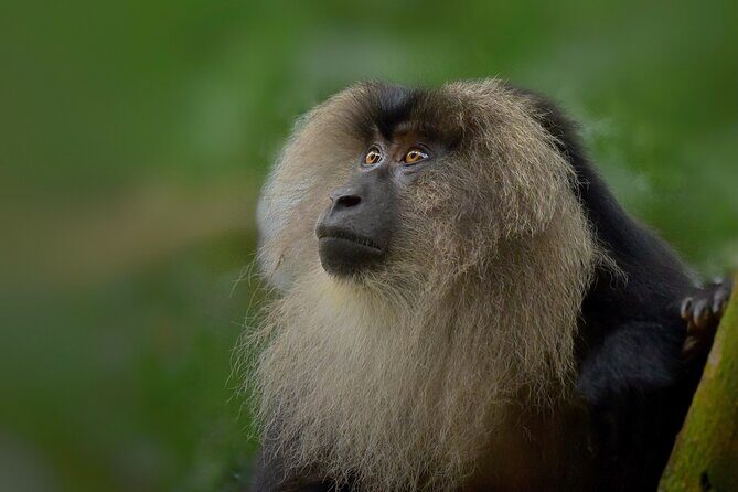Rainforest Camping in Kudremukh National Park - The Value of Guided Tours and Authentic Encounters