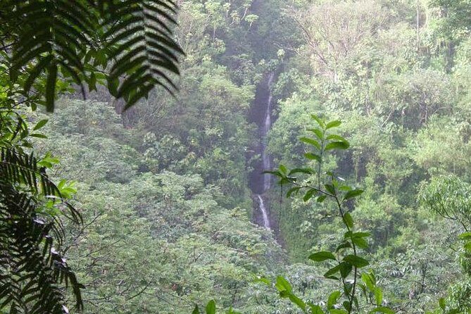 Rainforest Waterfall Trail and Shuttle Service - Introduction