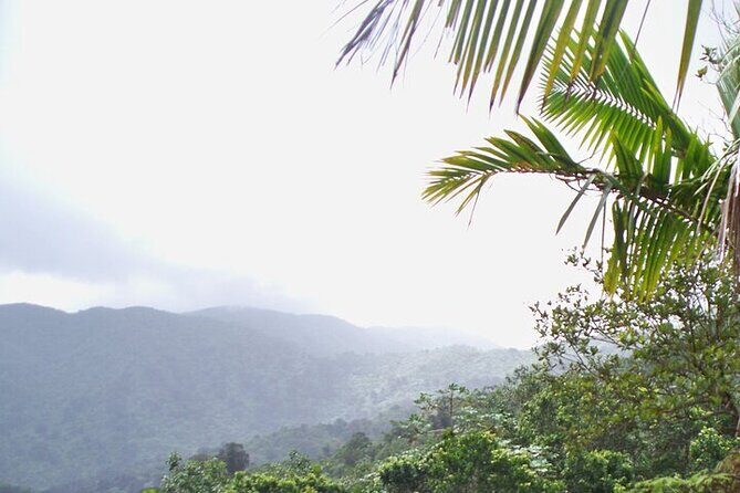 Rainforest Zipline, Luquillo Beach, and Natural Springs Day Trip - Who Will Love This Tour?