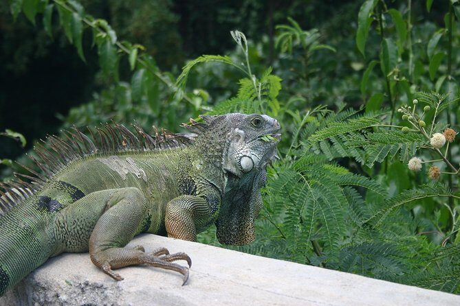 Rainforest Zipline, Luquillo Beach, and Natural Springs Day Trip - FAQ