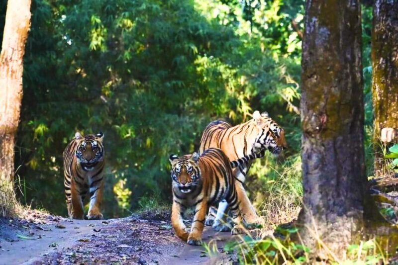 Rajasthan: Ranthambore National Park Private Jeep Safari - Key Points