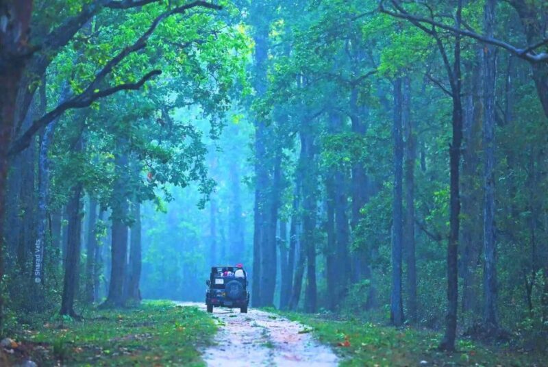 Rajasthan: Ranthambore National Park Private Jeep Safari - Exploring Ranthambore: What to Expect from the Safari
