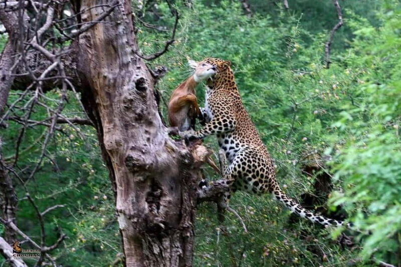Rajasthan: Ranthambore National Park Safari - Rajasthan: Ranthambore National Park Safari — A Practical Guide for Wildlife Enthusiasts