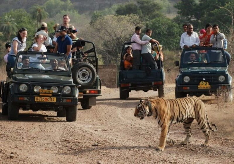 Rajasthan: Ranthambore National Park Safari - What to Expect from Your Ranthambore Safari