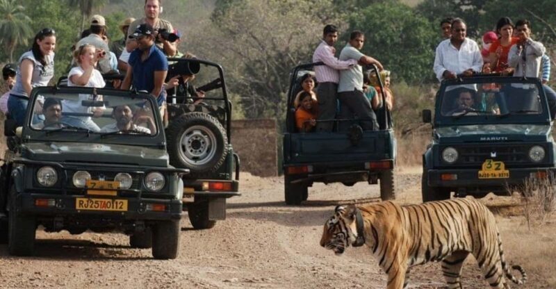 Rajasthan: Ranthambore National Park Safari - Practical Tips for Visitors