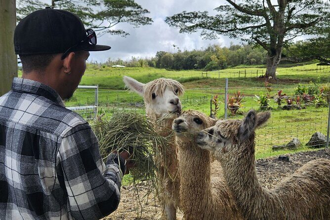 Ranch Tour & Animal Encounters - A Genuine Look Into Hawaiian Ranch Life