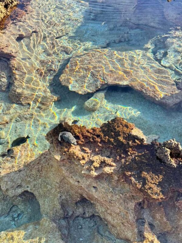 Rangiroa: Blue Lagoon Tiputa Pass Coral Garden Island Birds - Analyzing the Value