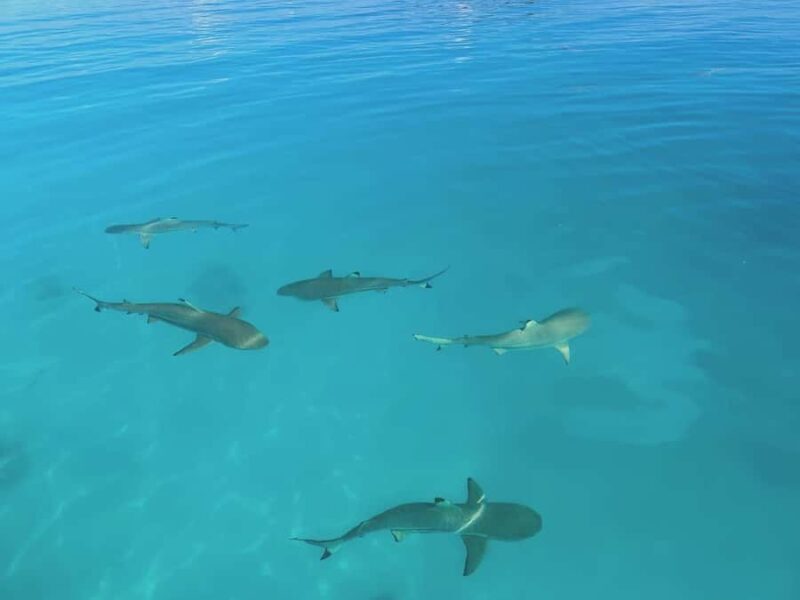 Rangiroa: Blue Lagoon Tiputa Pass Coral Garden Island Birds - Final Thoughts