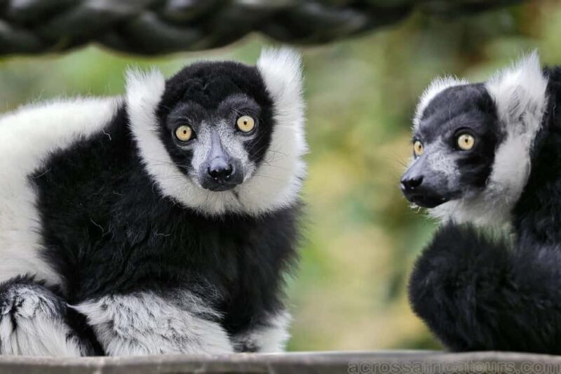 Ranomafana National Park & Antisirabe Safari 5 Days/4 Nights - Introducing the Madagascar Adventure