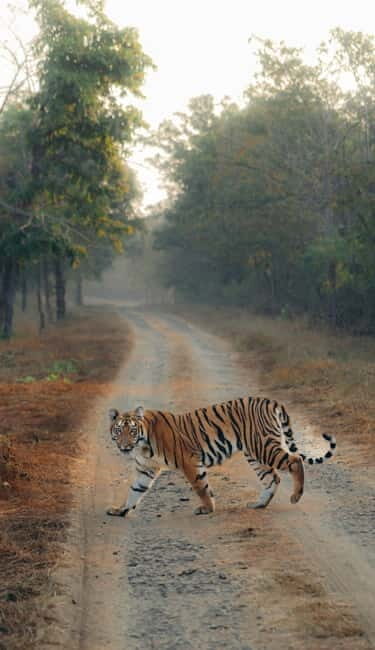 Ranthambhore: Ranthambhore Tiger Reserve Booking - Exploring Ranthambore: What You Can Expect