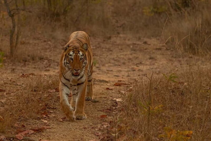 Ranthambhore: Ranthambhore Tiger Reserve Booking - Final Thoughts