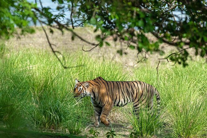 Ranthambore Day Trip from Jaipur with Jeep / Canter Safari - Analyzing the Value: Is It Worth It?